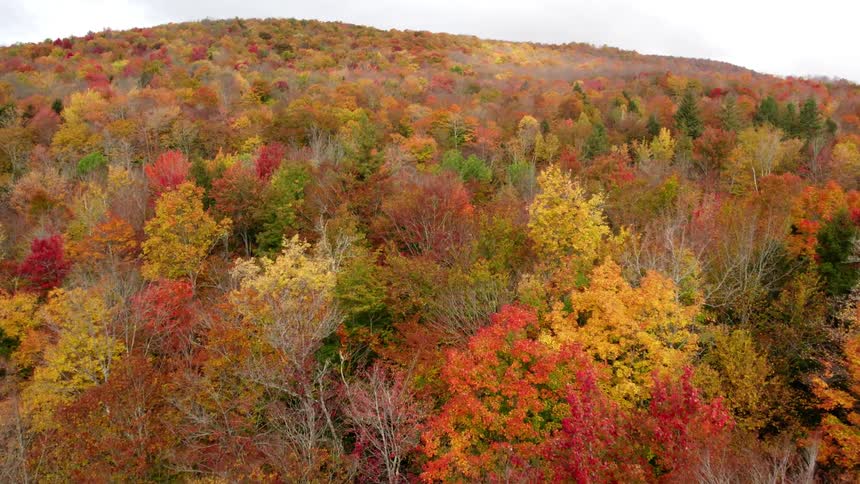 Cabin sits on curving road on slope covered by forest in fall foliage