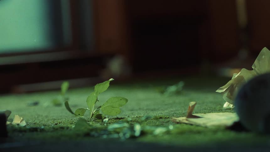 A close view of a rug in a home with plant debris on the floor and water droplets falling