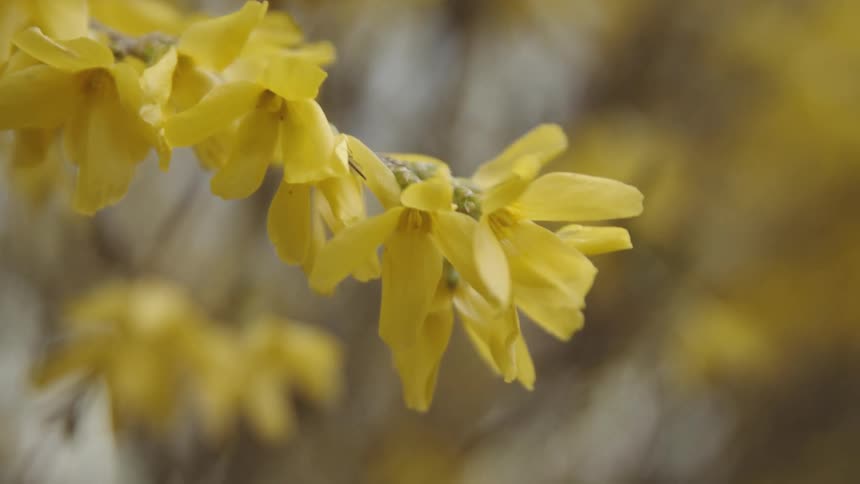 Yellow flowers are moving in the breeze