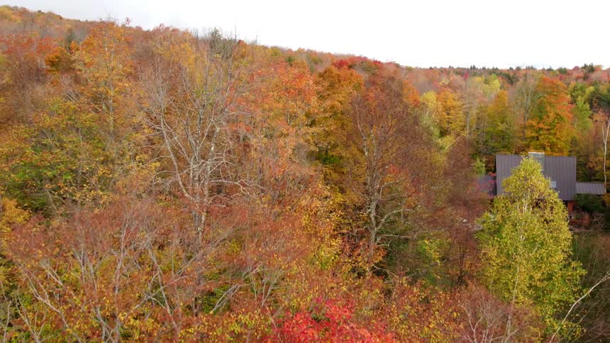 Aerial view of a house in a forest of trees with bright fall colored leaves