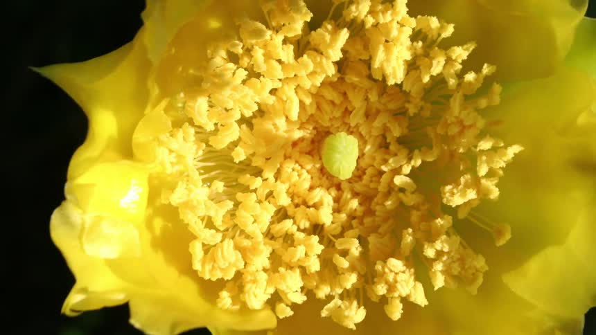 A yellow flower opens up