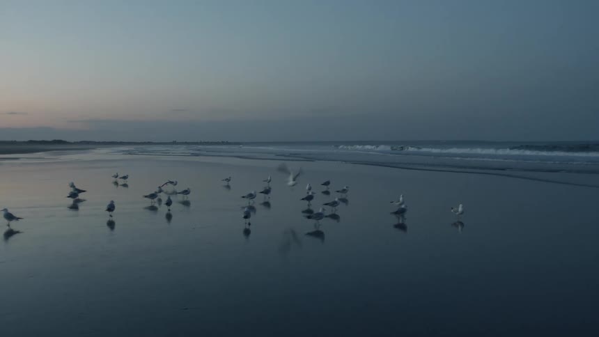 The birds move around the sand