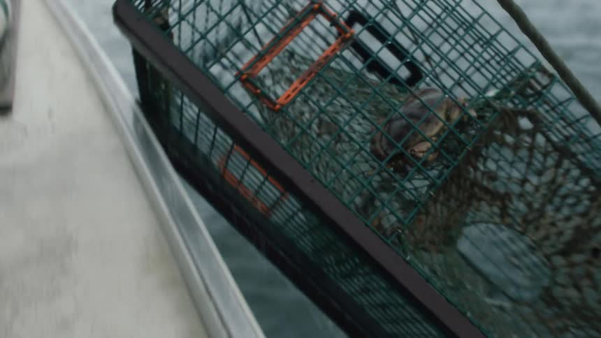 A cage with lobster is lifted onto the boat