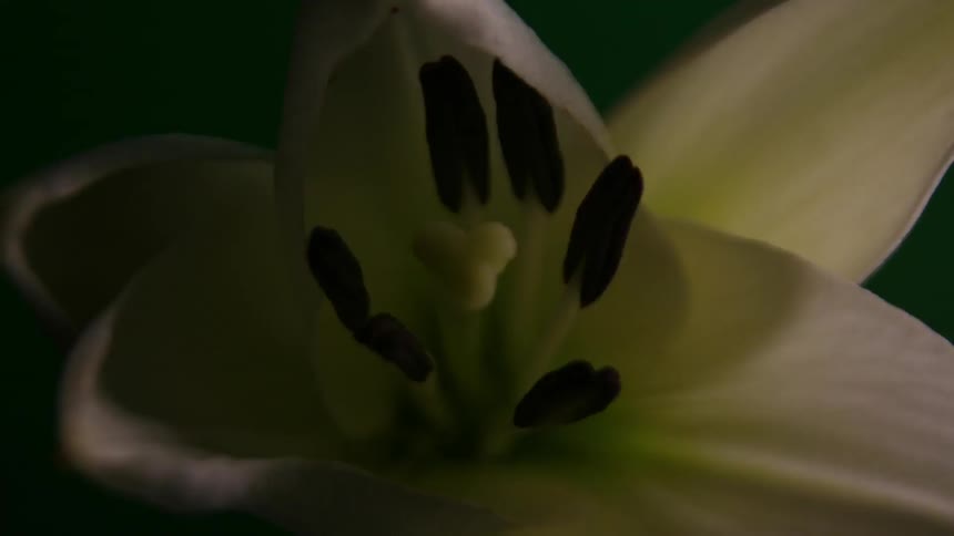 A flower opens up