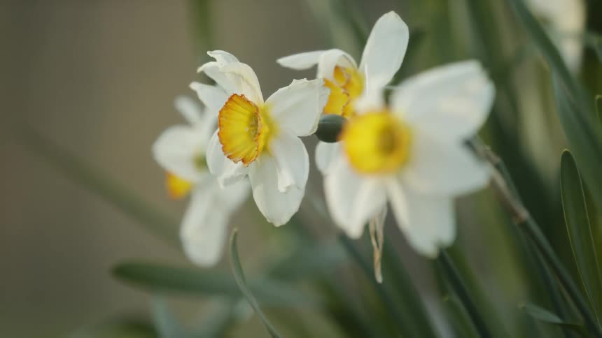 Daffodil flowers move in the breeze