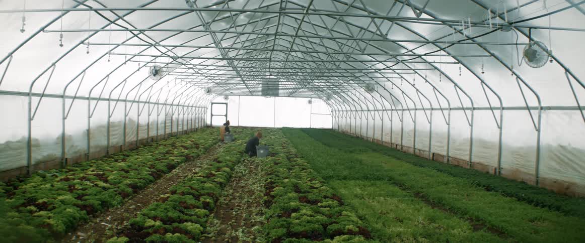 Two men are working inside a greenhouse