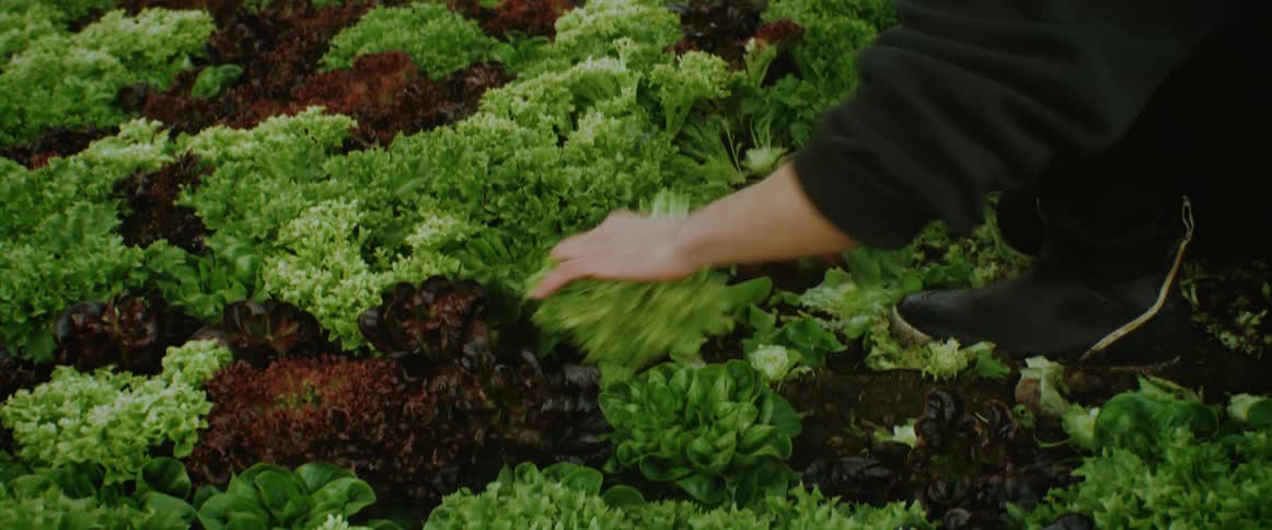 A man working in a greenhouse is cutting plants