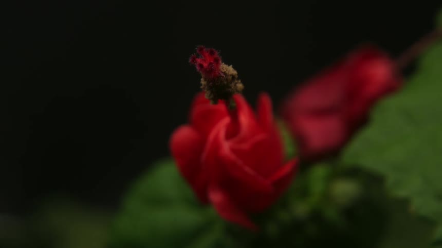 Timelapse Plants