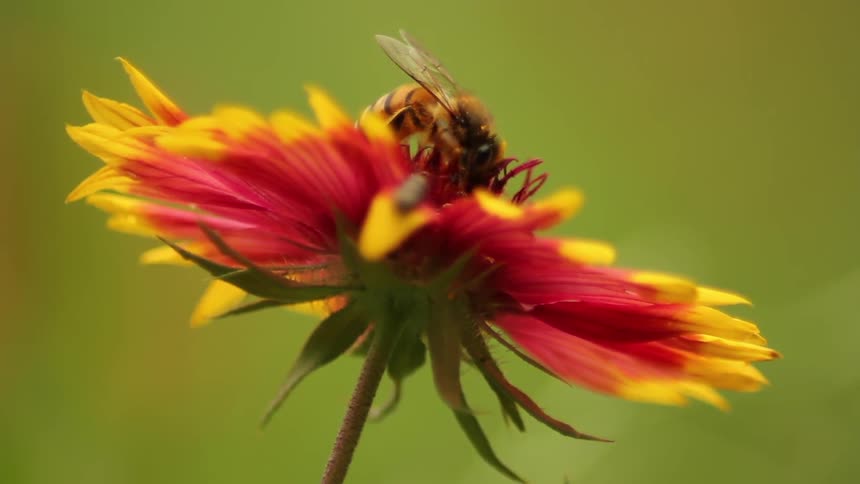 A bee collects pollen from a red flower and flies off
