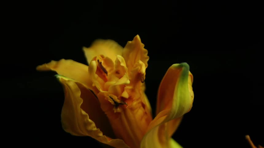 A yellow flower blooming