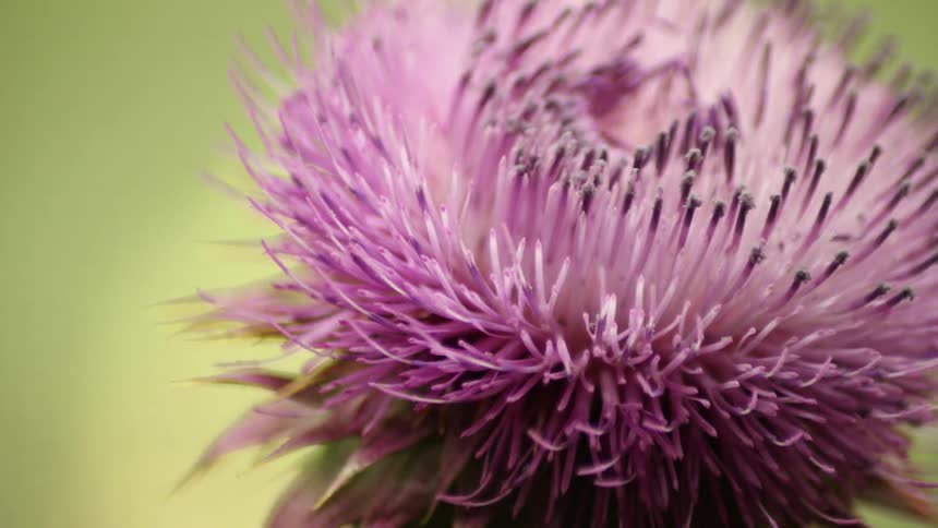 A purple flower opens up
