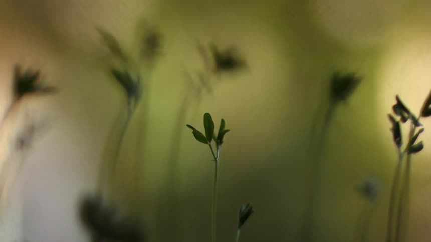 Small green plants blow in the wind