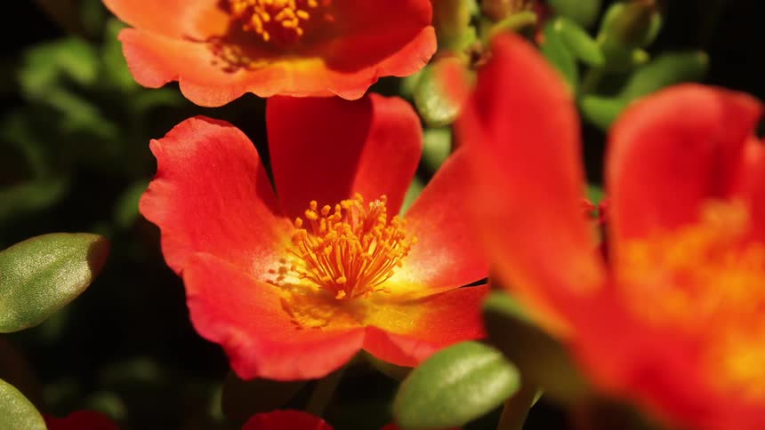 Red flowers open in the sunlight