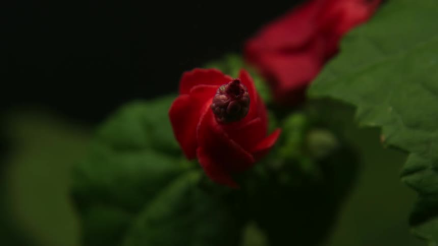 A red flower sprouts a growth