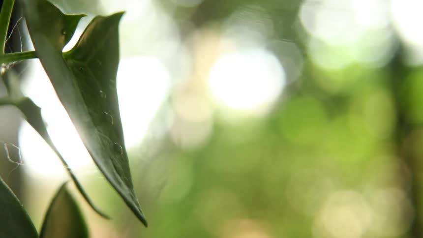 Dew drops evaporating from a green leaf