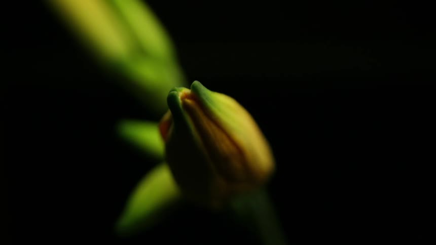Timelapse Plants