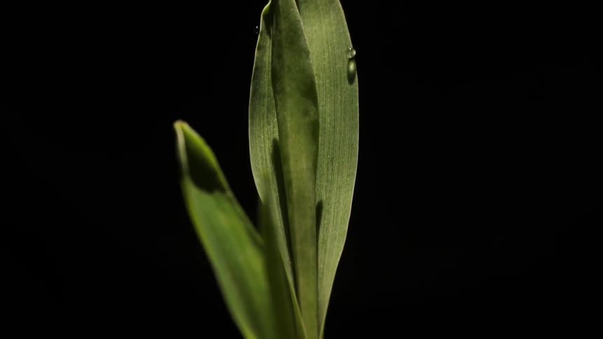 Leaves unfurling