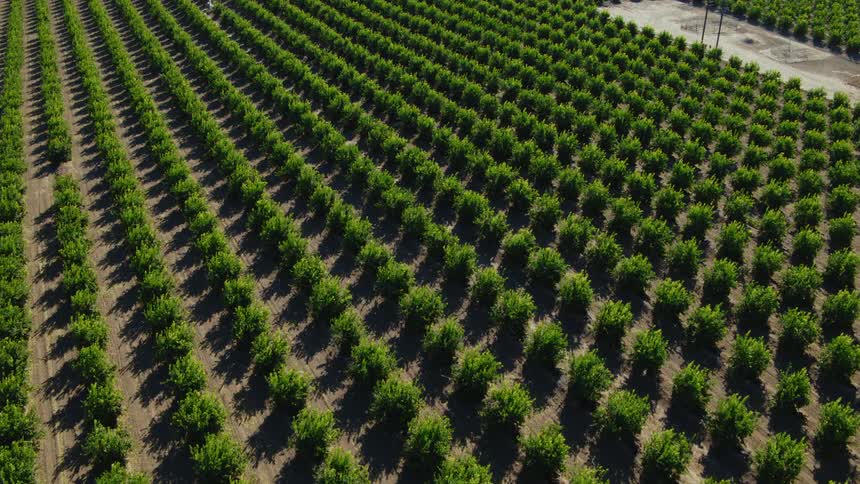 Aerial view of rows of crops on a farm