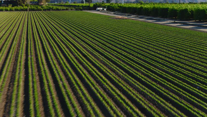 An aerial view of farms with plants