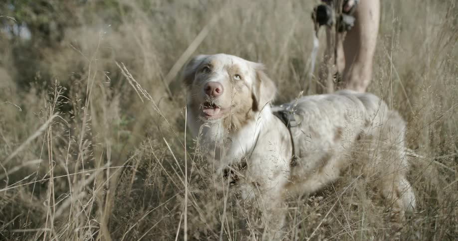 Standing in tall grass a beautiful dog looks around