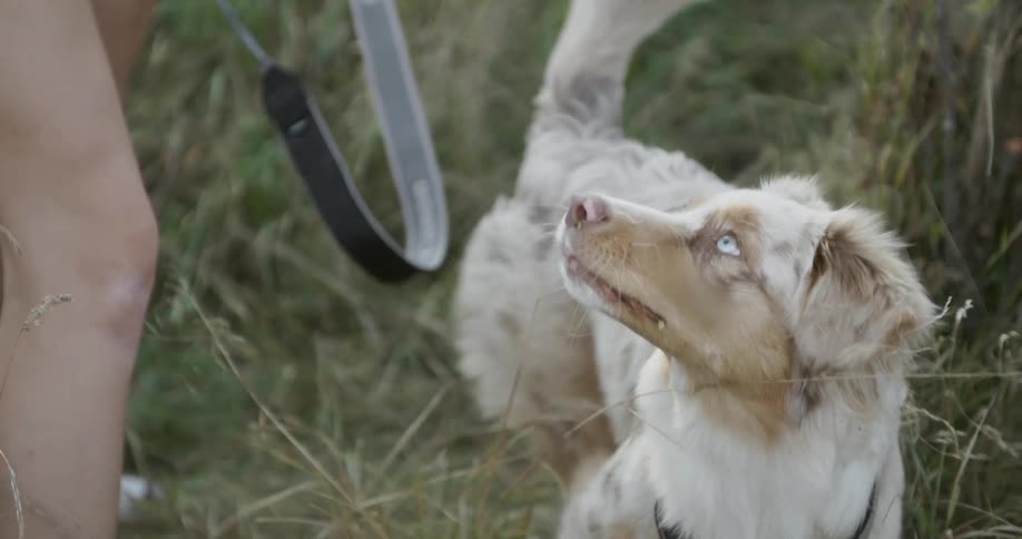 A beautiful dog closely watches its owner