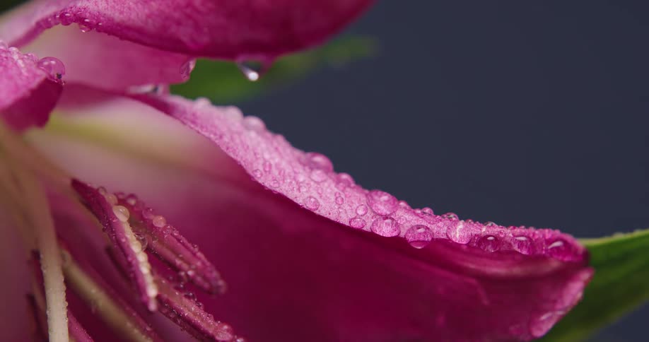 Light rain falls on a pink flower and droplets sit on the petals and roll off