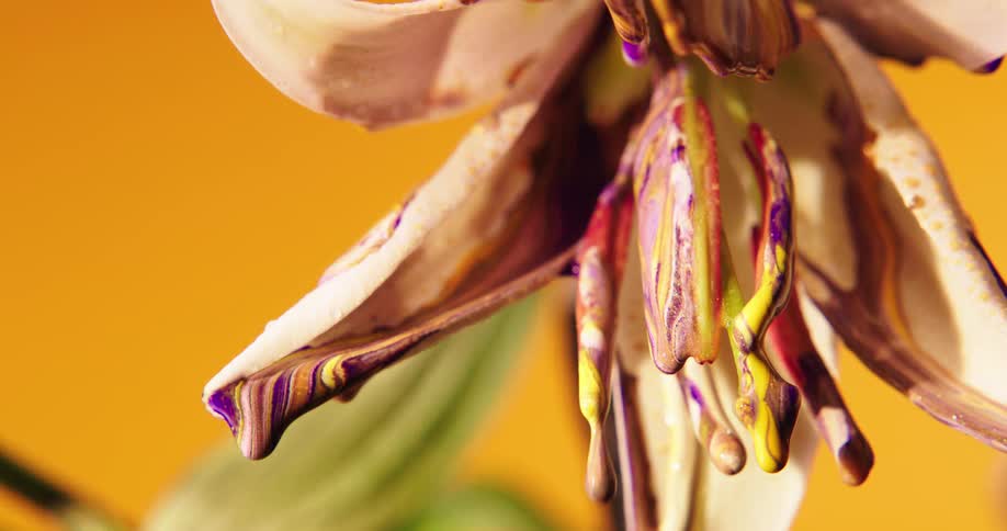 Multicolored paint drips from the petals of a flower