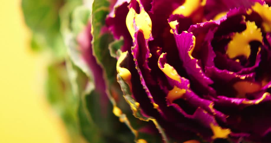 Green vegetable covered in bright yellow and magenta ink spinning over a yellow background