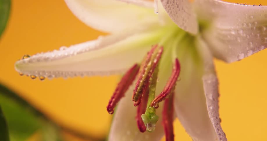 Rain drips off of a white lily flower