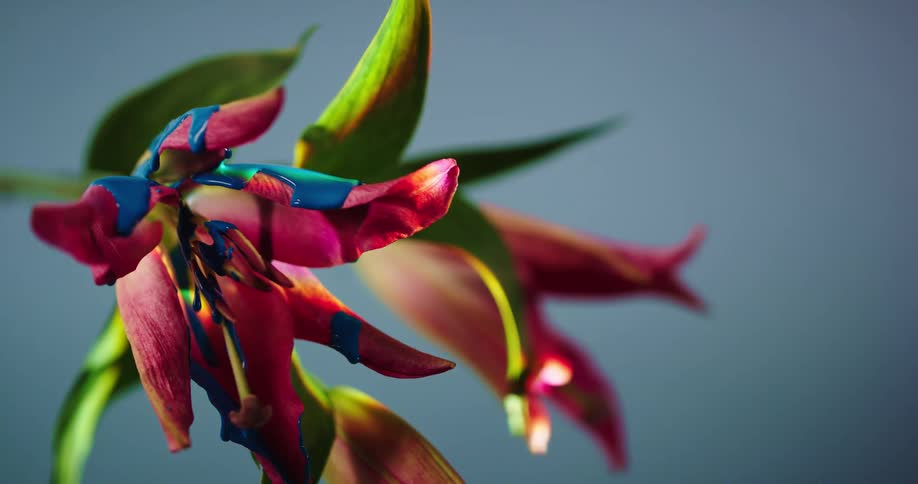 Blue paint is dripping from a red flower with green leaves