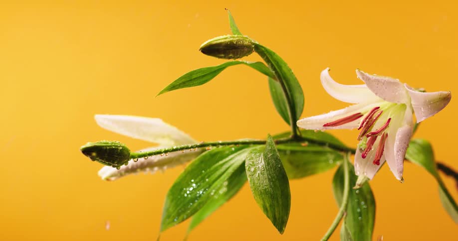 Close view of a flowering plant being sprayed with water in front of a yellow background