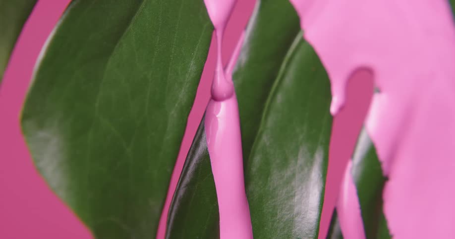 Pink paint falling through a plant leaf in front of a pink background