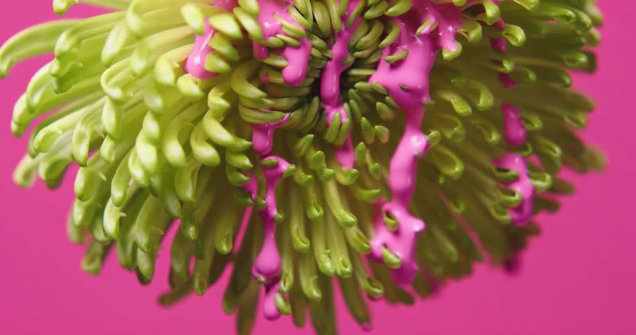 Paint dripping off a flower