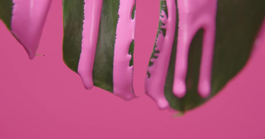 Pink paint falling down through a green plant leaf in front of a pink background