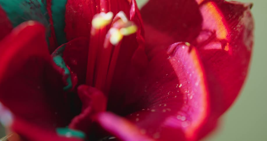 Green paint drips on a red iris flower