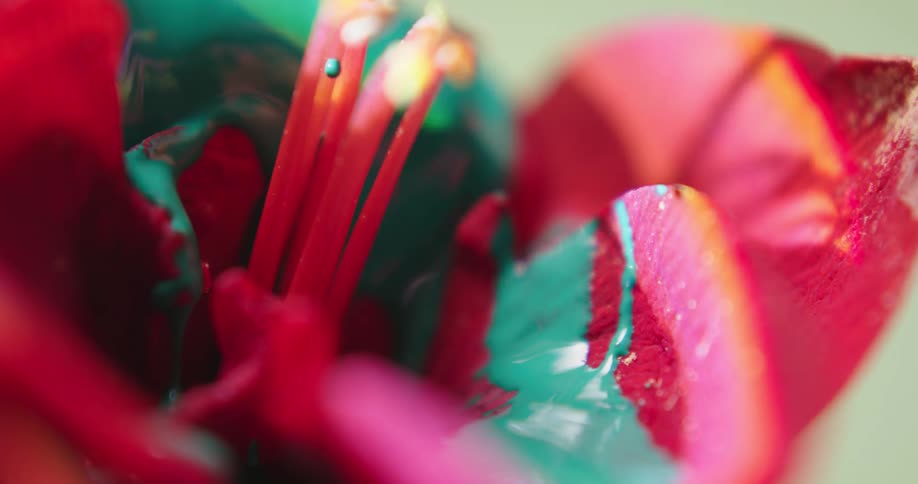 A closeup shows a colorful flower that has green paint dripped onto it