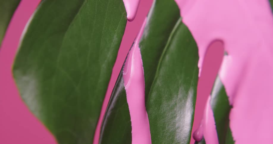 Pink paint falling through a pant leaf in front of a pink background