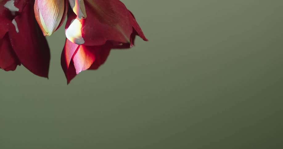 White paint is dripping from a red and white flower with a green wall behind it