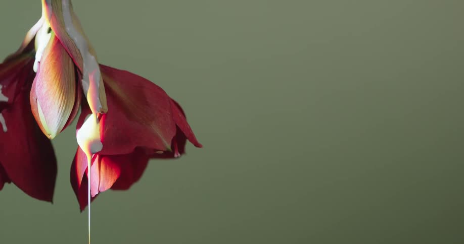 White paint slides down the red flower and drips off