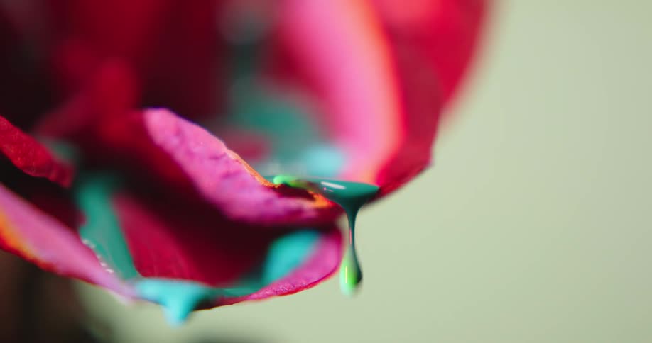 Close up of colorful bright green liquid ink dripping from the petals of a red flower