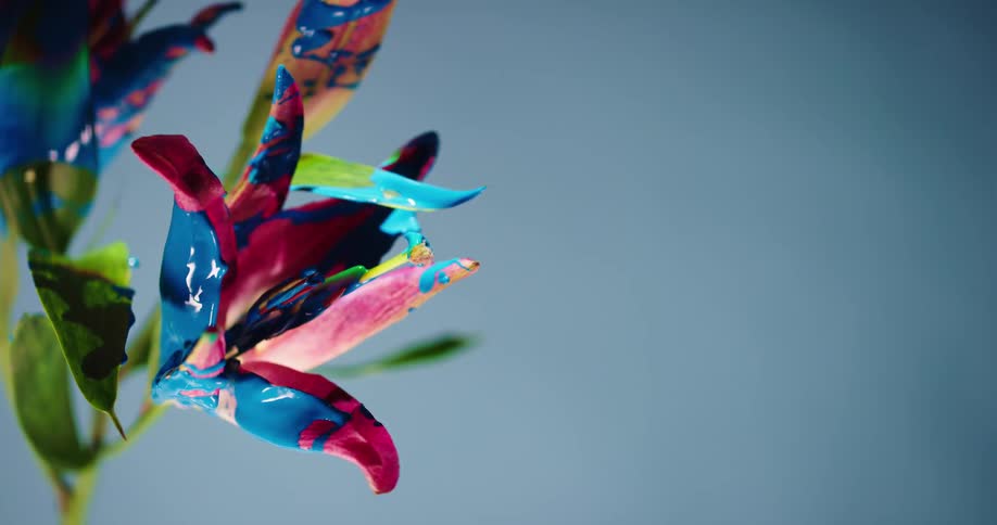 Paint drops are splashed onto a lily flower painting the petals