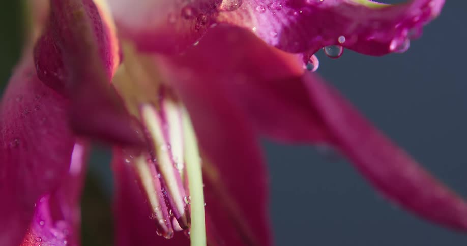 Close up of water droplets on petals of a pink lily
