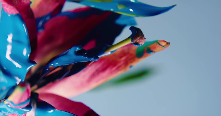 Viscous blue paint drips from a pink flower