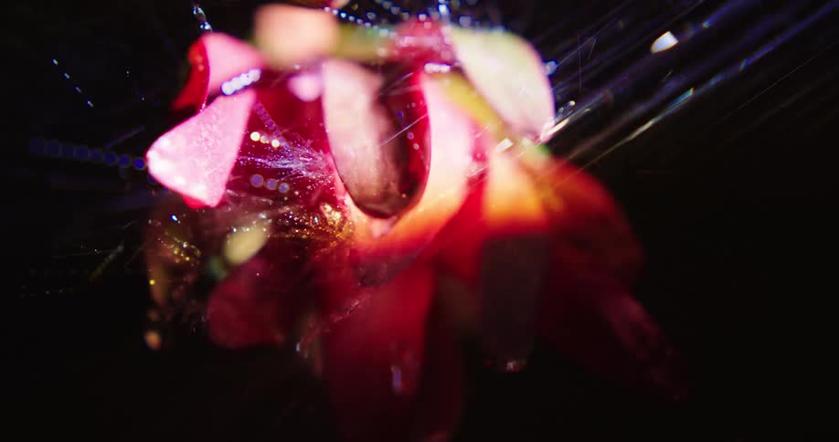 Strean of water droplets reflecting the sunlight spray over a flower inside a dark room