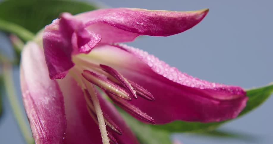 Rain is pouring on the tropical plants