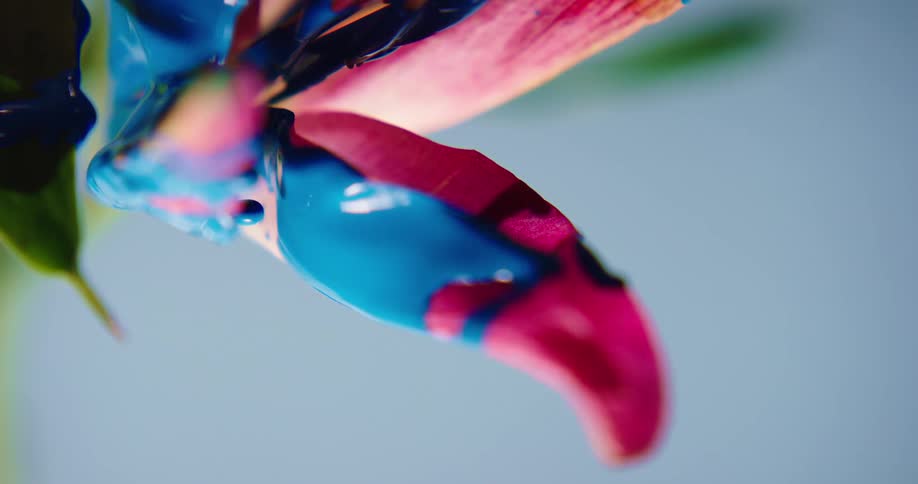 Blue paint drips from a pink flower