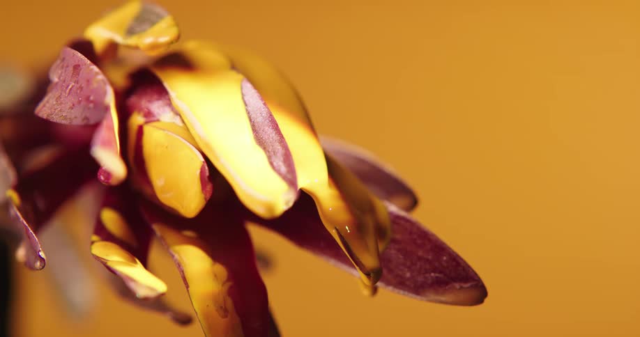 Yellow paint drips from the flower