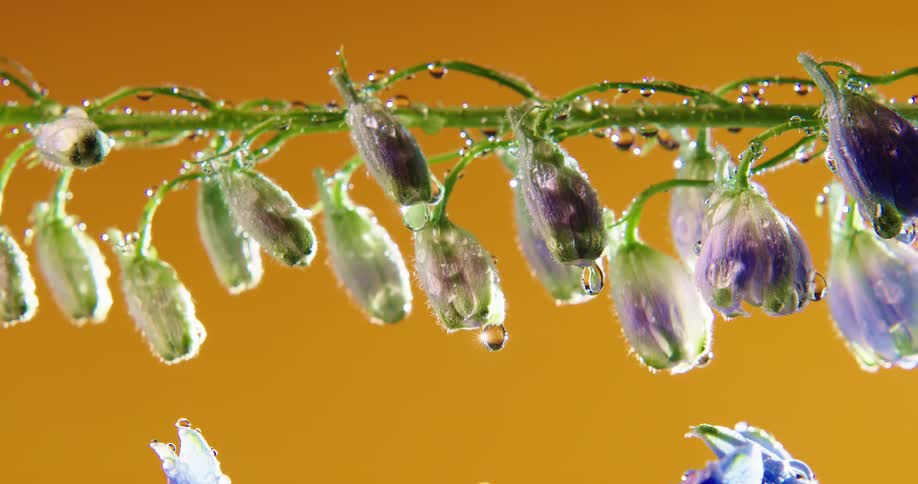 Dew on flower buds