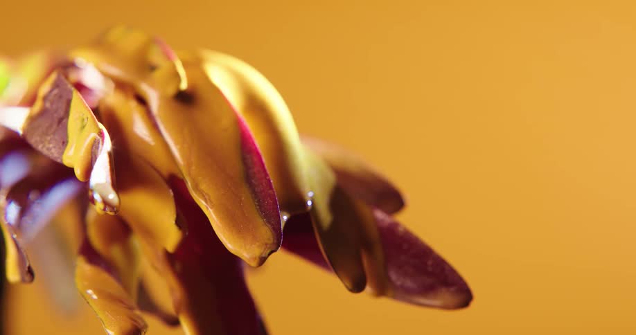 Yellow paint drips down maroon flower petals and then water begins to be sprinkled onto the flower