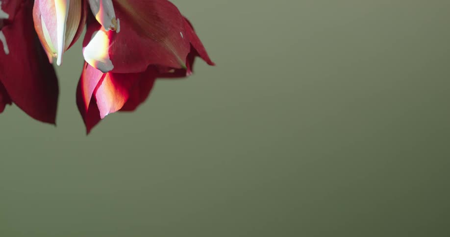 White paint is dripping from a red and white flower in a room with green walls